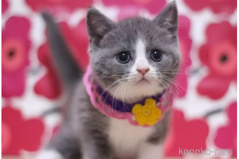 成約済の東京都のブリティッシュショートヘア-103710の1枚目